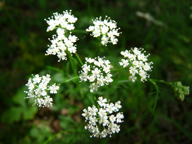 Fleurs blanches groupées en ombelles comportant de 7 à 12 rayons. Agrandir dans une nouvelle fenêtre (ou onglet)